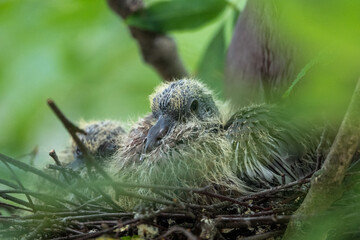 Taube mit ihren K&uuml;ken  sitzend im Nest