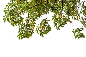 branch of a tree isolated on white
