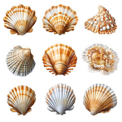 Seashell collection variety of shapes and colors