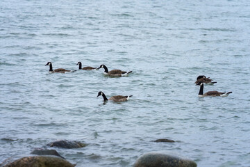 Fototapeta premium Canada geese swimming in group