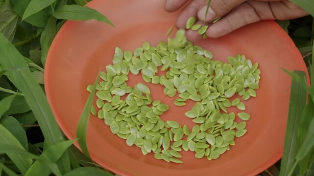 Hand touching green Lamtoro seeds on a plate