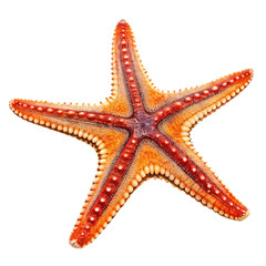 Starfish isolated on transparent background  
