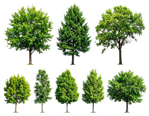 Obraz premium Assortment of diverse trees with lush green foliage on a transparent background