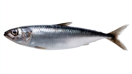 Obraz premium Vibrant Freshwater Fish Displayed on a Clean White Background Showcasing Its Unique Colors and Patterns in a Natural Aquatic Environment Setting