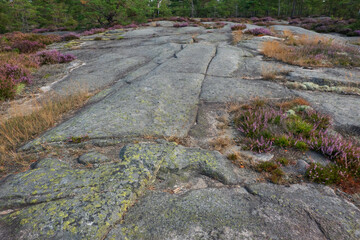 Glacial striations in granite bedrock, heather growing on thin layer of soil