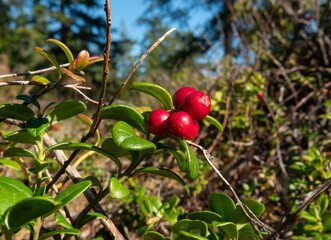 Ripe lingonberries on plant in forest
