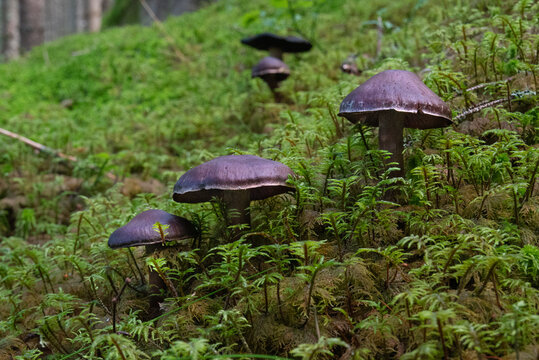Violet webcaps, Cortinarius violaceus, growing in moss