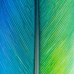 Bird feather closeup, blue/green