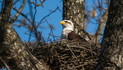 Majestic bald eagle perched within a large nest amongst tree branches