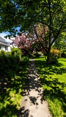 Bright garden path lined with trees and shadows!!!