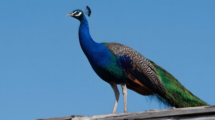 Obraz premium Majestic peacock stands proudly atop a wooden surface against a vibrant, cloudless blue sky, displaying its iridescent blue, green, and black plumage, showcasing its elegant posture and vibrant...