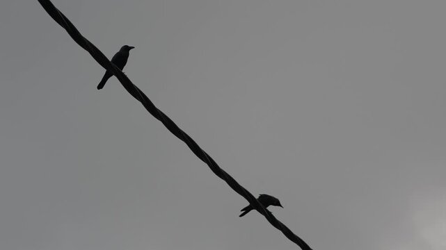 Two crow birds are sitting on a wire. The wire is black and white. The sky is cloudy