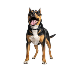 Obraz premium Alert and happy mixed breed dog with mouth open standing attentively studio portrait isolated on transparent background