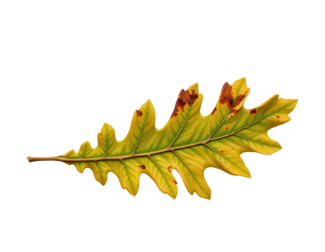 Vibrant Green Oak Leaf with Yellow and Brown Spots on Transparent background