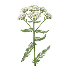 Achillea millefolium (common yarrow) — “flat clusters of tiny white flowers, feathery leaves.” © Fahima