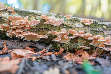 Champignon automnal sur arbre mort en forêt