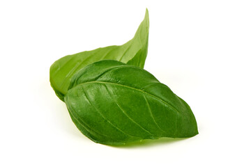 Basil Leaves Ocimum basilicum, isolated on white background