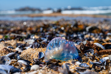The Portuguese man-of-war or war ship or blue bottle (Physalia physalis). Gas filled, transparent and colorful pneumatophore lying on a sandy beach in Porto with unfocused surf in the background.