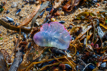 The Portuguese man-of-war or war ship or blue bottle (Physalia physalis). Gas filled, transparent and colorful pneumatophore lying on a sandy beach in Porto with algea, flotsam, seaweed and shells.