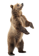 Fototapeta premium brown bear cub