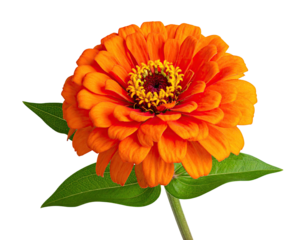 Vibrant orange flower with a dark center and green leaves against black background