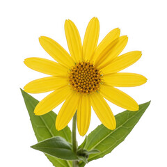 Arnica montana — “bright yellow arnica flowers, herbal medicinal plant in alpine meadow.”
