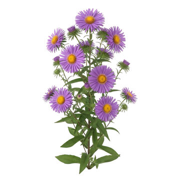 Aster novae-angliae (New England aster) &mdash; &ldquo;tall aster with vibrant purple blooms and golden centers.&rdquo;