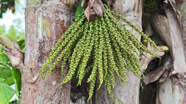 Fishtail palm shoots in the garden