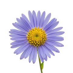 Aster tongolensis — “lavender-blue alpine aster with sunny yellow disk.”.