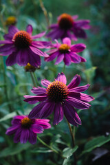 Purple coneflowers blooming in a summer garden