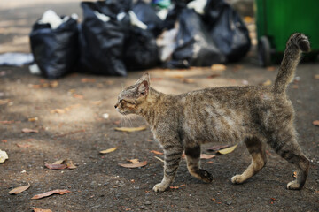 Stray tabby cat walking on a street near black garbage bags and a green bin. Side profile view with natural light, urban environment, asphalt ground, and scattered dry leaves.