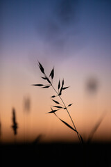 Minimalist wild grass with colorful twilight background
