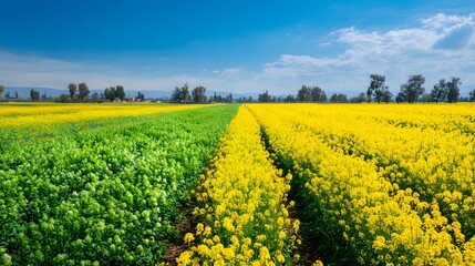 Obraz premium Vast field showcases a vibrant display of contrasting colors as lush yellow flowers bloom alongside a sea of green vegetation, under a bright blue sky dotted with soft, fluffy clouds, hinting at a...