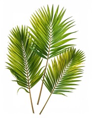 Three palmate leaves on white ground