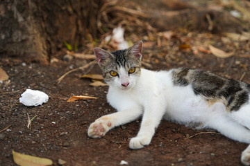 Stray white and tabby cat lying on soil ground, looking directly at the camera with intense yellow eyes. Outdoor setting with fallen leaves, tree trunk, and natural daylight.