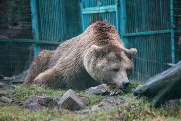 Obraz premium Portrait of a wild animal in an enclosure.