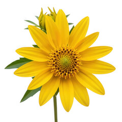 Bidens coronata — “crowned beggarticks with bright yellow florets.