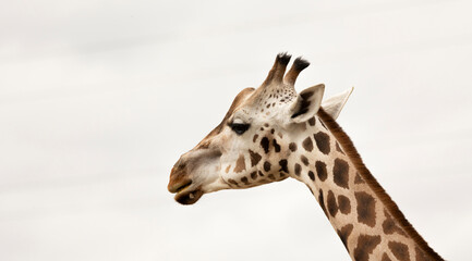 Giraffe Profile Portrait With Long Neck and Spotted Pattern Against Soft Background in Natural Light