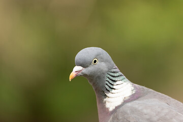 A detailed close-up portrait of a wood pigeon, showcasing iridescent neck feathers, sharp yellow eye, and smooth plumage.