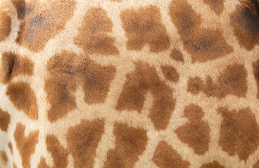 A detailed close-up of a giraffe’s tan and brown patch pattern, showcasing natural texture and organic shapes. Perfect as a nature backdrop