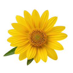 Fototapeta premium Bidens polylepis — “large yellow daisy blooms in open fields.”
