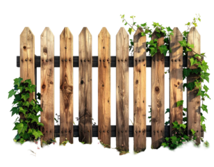 Weathered wooden picket fence with green vines climbing on it, isolated