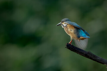 Wildlife shot of Common kingfisher (Alcedo atthis)