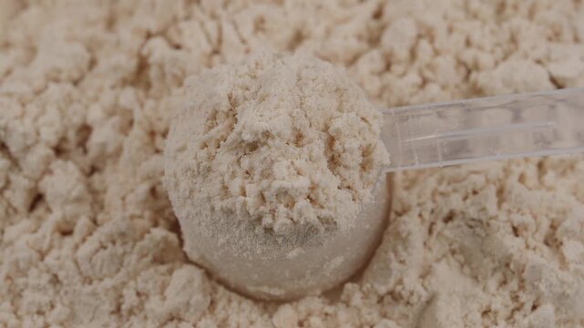 Scoop filled with vanilla protein powder. Macro close-up of sports nutrition supplement for fitness, healthy diet and muscle recovery concept. White protein, whey powder. Bodybuilding gym lifestyle
