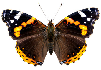 Butterfly with transparent png  background