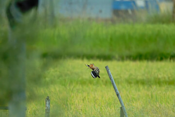 Colorful Hoopoe Bird Flying in Countryside Nature © Bhutan Japan Nature