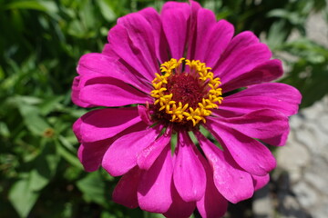 Obraz premium Fuchsia colored flower of semi-double Zinnia elegans in mid July