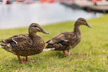 Two ducks can be seen walking on lush green grass by a serene lake. The clear water reflects a sunny day, creating a tranquil scene with gentle outdoor vibes