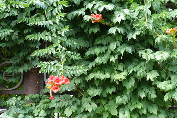 Green leaves and red flowers of Campsis radicans in August