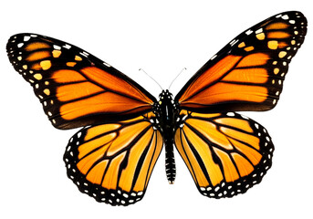 Fototapeta premium Butterfly with transparent png background